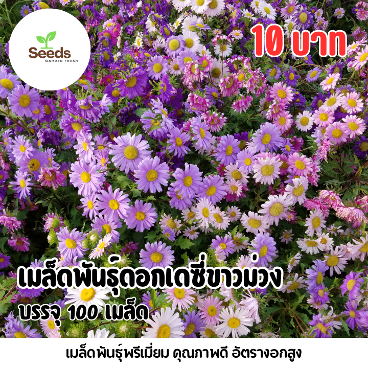 เมล็ดดอกเดซี่ ขาว ม่วง บรรจุ 100 เมล็ด | Shopee Thailand