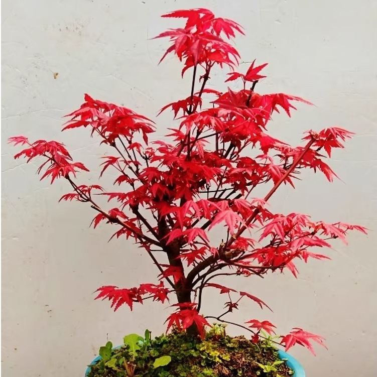 10 เมล็ด ต้นเมเปิ้ลญี่ปุ่น ไม้ประดับ ไม้บอนไซ Japanese Red Maple Tree ...
