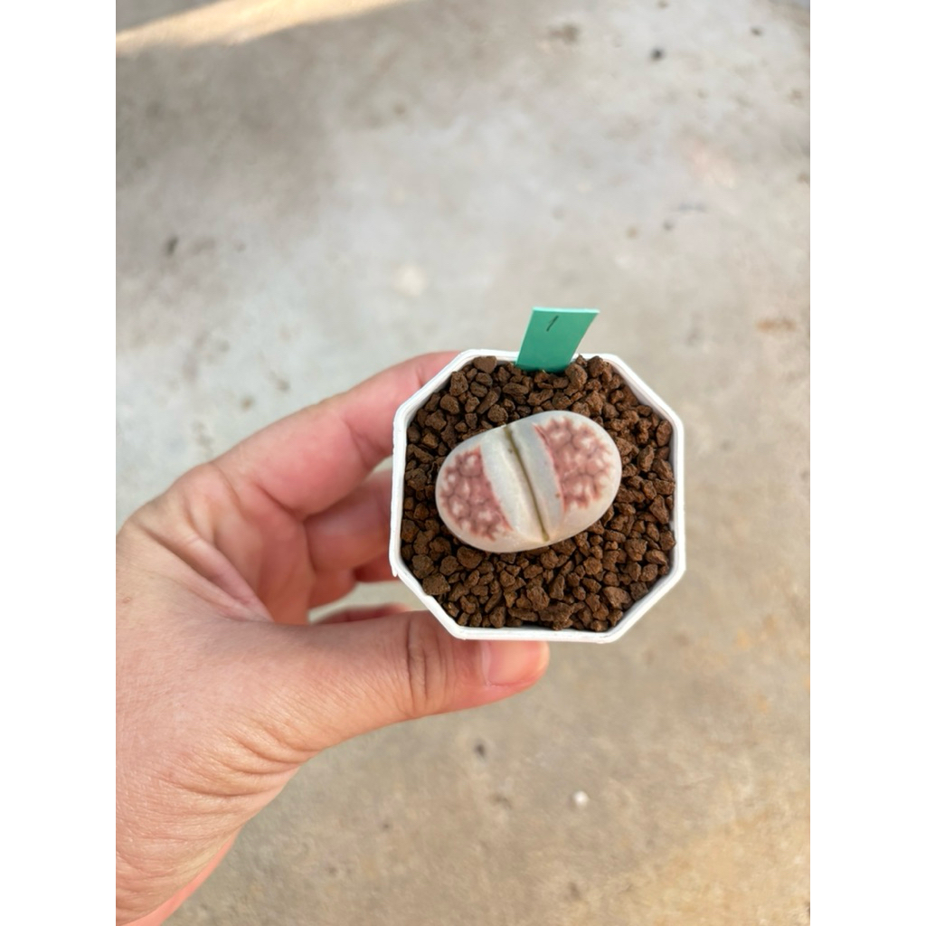 ไลทอป litop ต้นใหญ่ กระถาง 2“ | Shopee Thailand