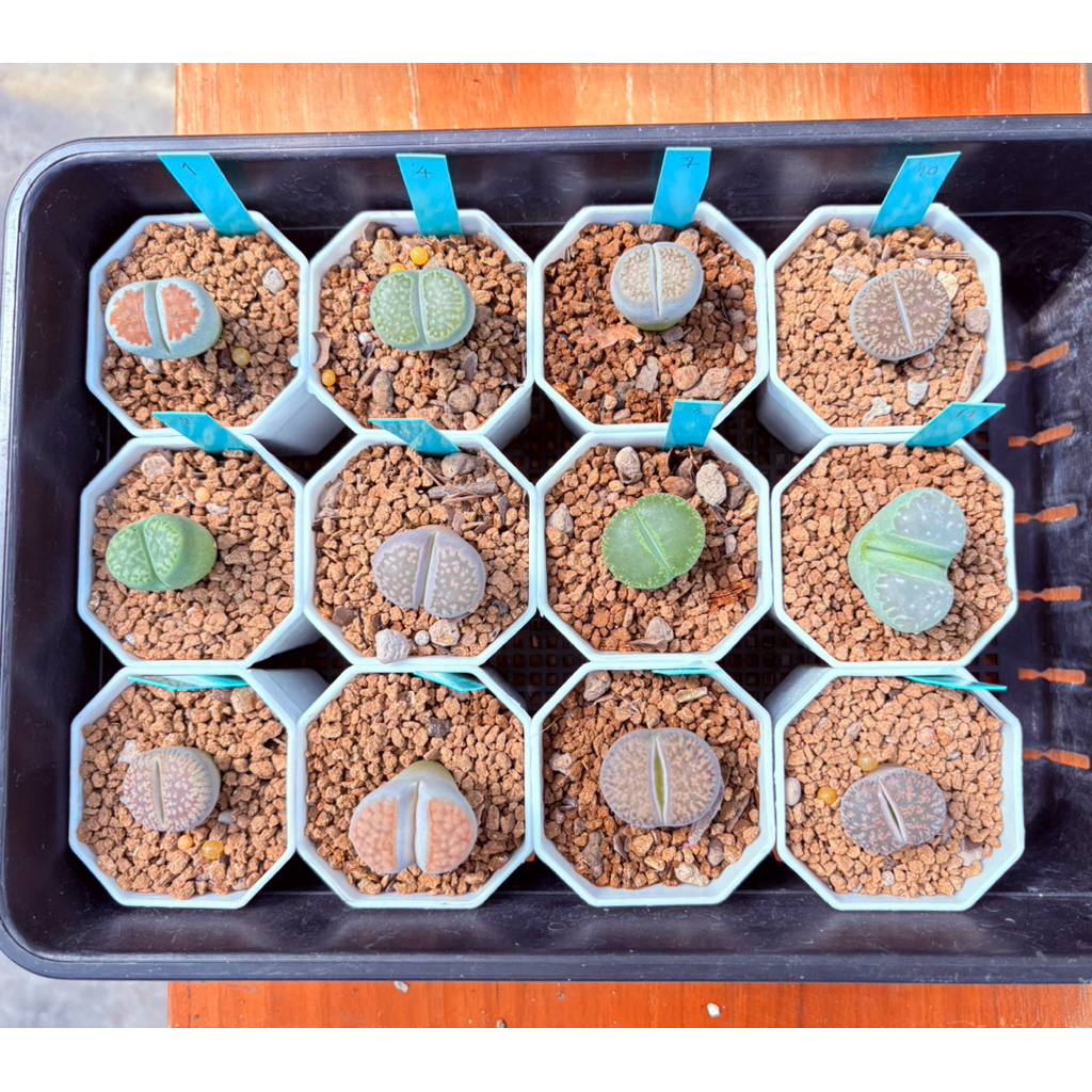 ไลทอป litop กระถาง 2” (ชุดที่ 1) | Shopee Thailand