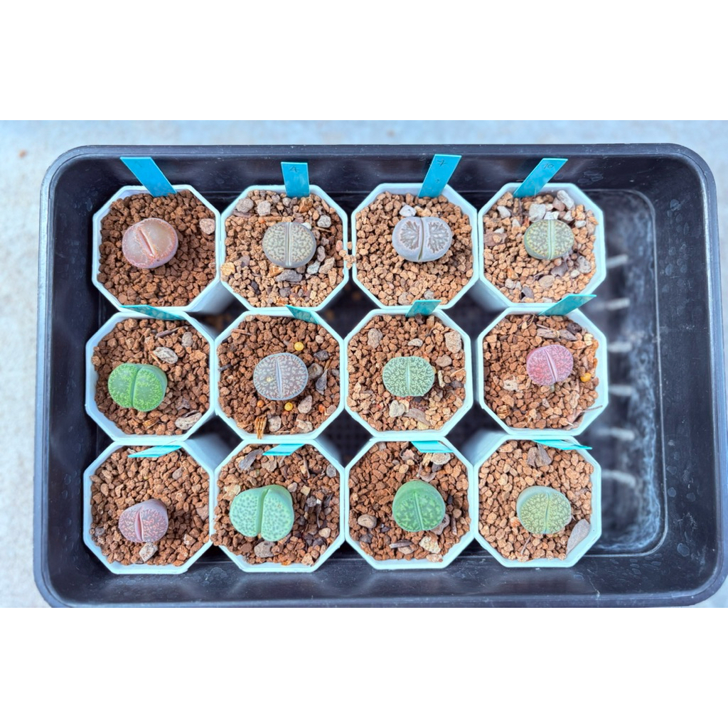 ไลทอป litop กระถาง 2“ (ชุดที่3) | Shopee Thailand