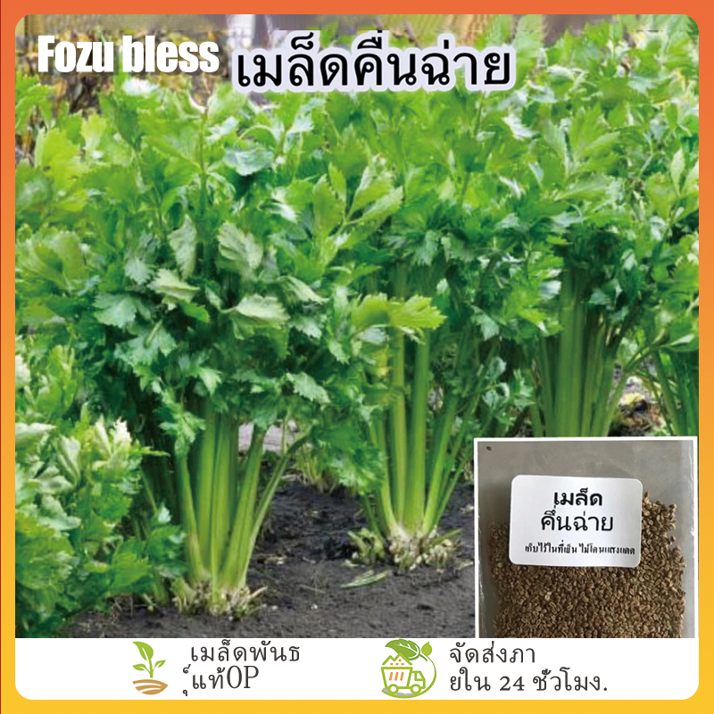 FOZU 3000+ เมล็ด เมล็ดขึ้นฉ่าย (อัตรางอก 95% ปลูกง่าย กอใหญ่ ต้นกับใบมี ...