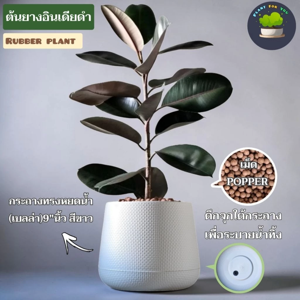 ต้นยางอินเดียใบสีเข้มเข้มขรึมวางมุมห้องนอน