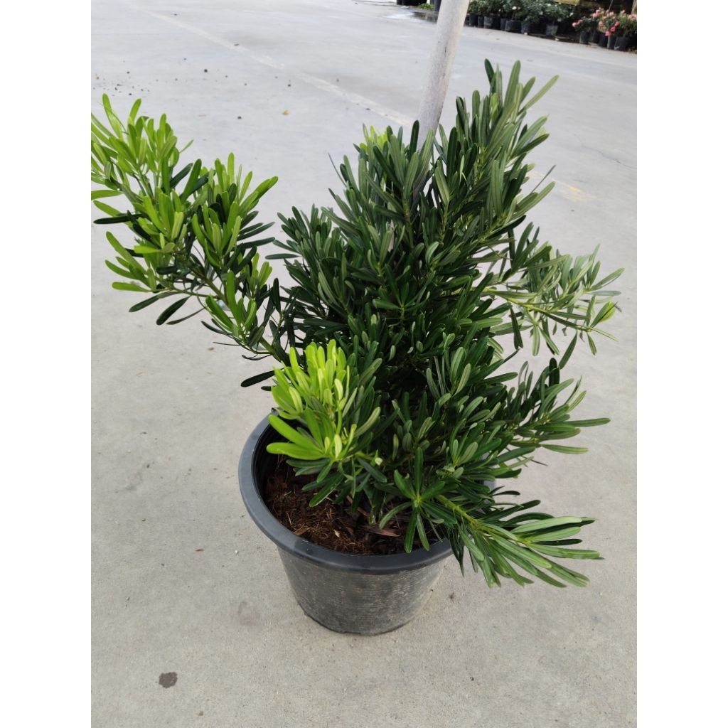 สนใบพาย ไม้มงคล Podocarpus polystachyus | Shopee Thailand