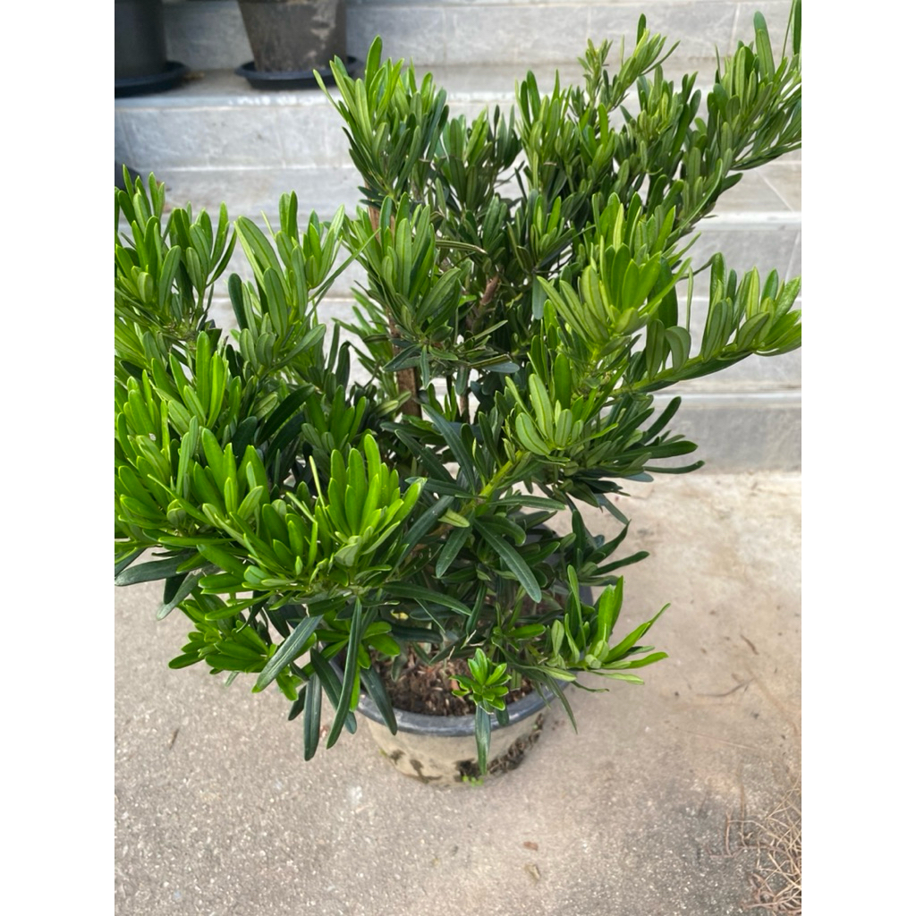 ต้นสนใบพาย (Podocarpus polystachyus) ใบเรียวยาวสีเขียวเข้ม ฟอร์มสวย ...