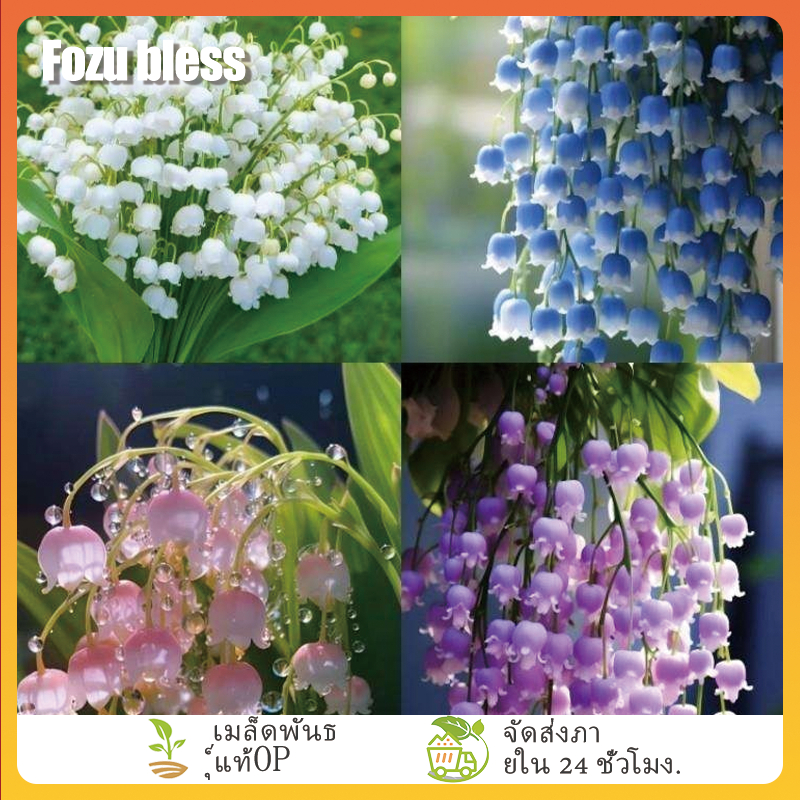 FOZU เมล็ดลิลลี่แห่งหุบเขา เมล็ดลิลลี่ออฟเดอะแวลลีย์คุณภาพสูง 100 เมล็ด ...