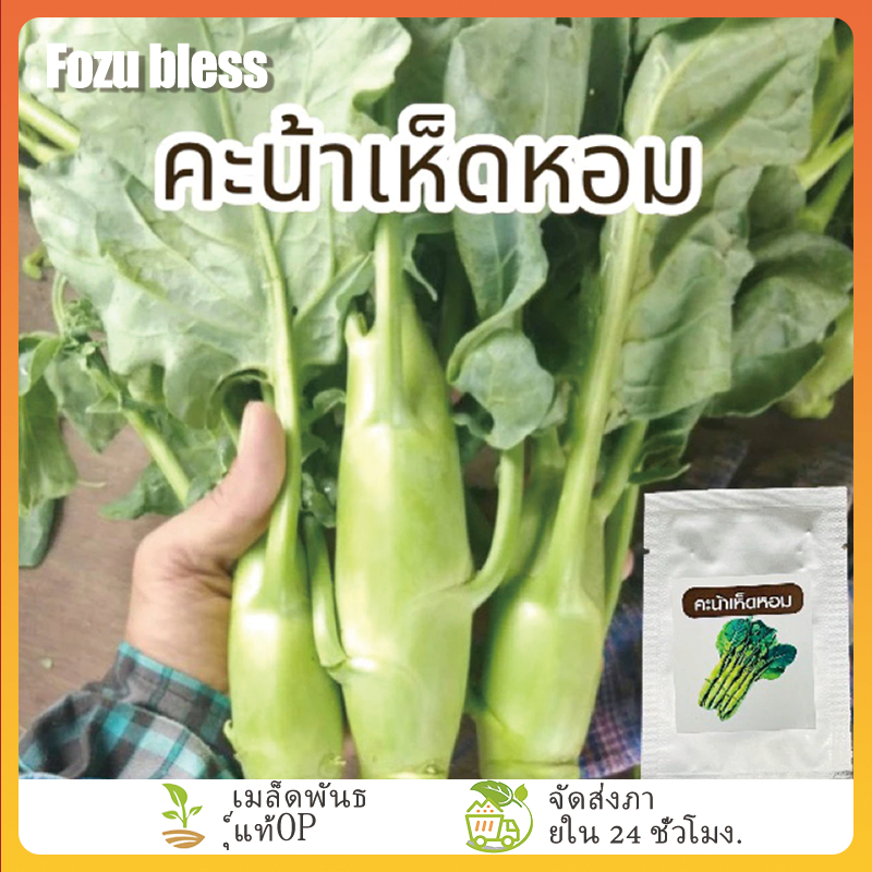 FOZU คะน้าเห็ดหอมยักษ์ เมล็ดพันธุ์คะน้าเห็ดหอม 400 เมล็ด ก้านยักษ์ อวบ ...