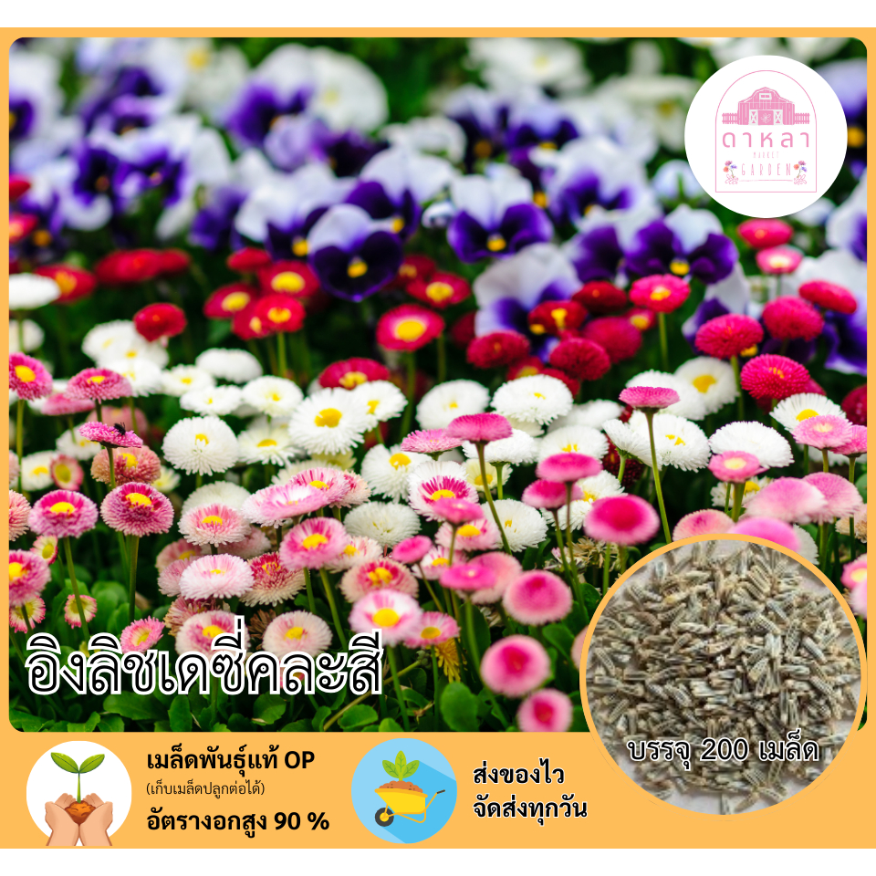 เมล็ดพันธุ์ดอกอิงลิชเดซี่ 200 เมล็ด | Shopee Thailand