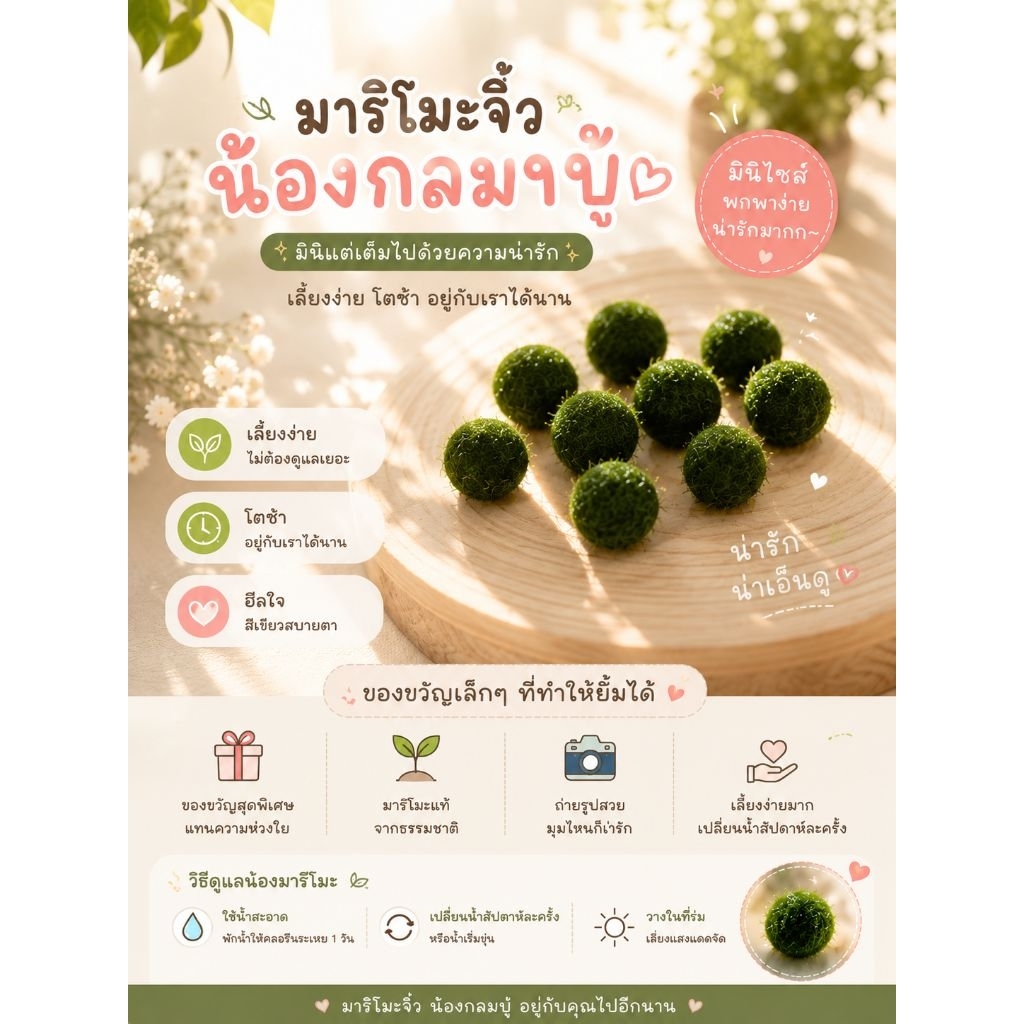 น้อง มารอโม๊ะ 0.6 พร้อมส่ง ( ซื้อ 5 แถม ปุ๋ยบำรุง)