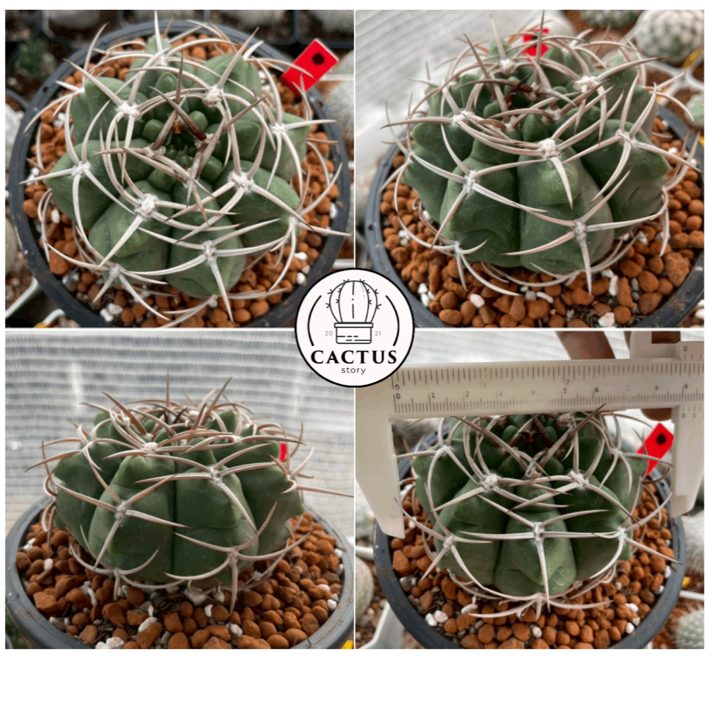 Gymnocalycium ferox var. ferocior  5  | Shopee Thailand