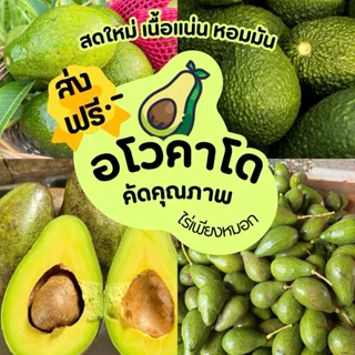 อโวคาโด [กล่อง 1 kg] เก็บสดใหม่จากดอยอ่างขาง อ.ฝาง จ.เชียงใหม่คัดคุณภาพโครงการหลวง แฮส บูส7 บัคคาเนีย ตองจี photo
