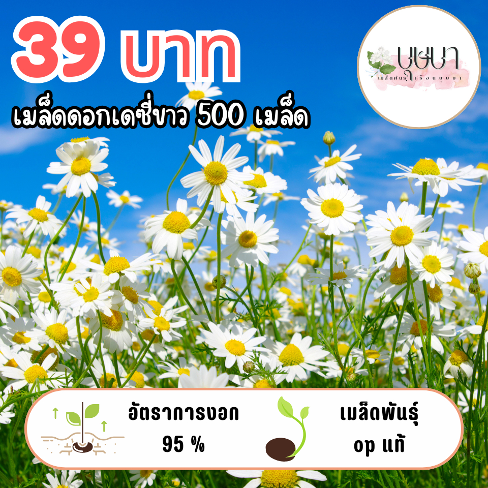 เมล็ดดอกเดซี่ขาวล้วน 39บาท | Shopee Thailand