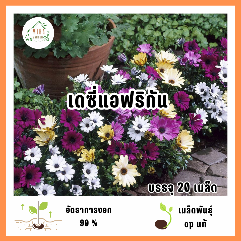 เมล็ดพันธุ์เดซี่แอฟริกัน 20 เมล็ด | Shopee Thailand
