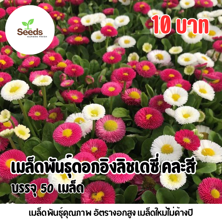 เมล็ดพันธุ์ดอกอิงลิชเดซี่ คละสี บรรจุ 50 เมล็ด | Shopee Thailand