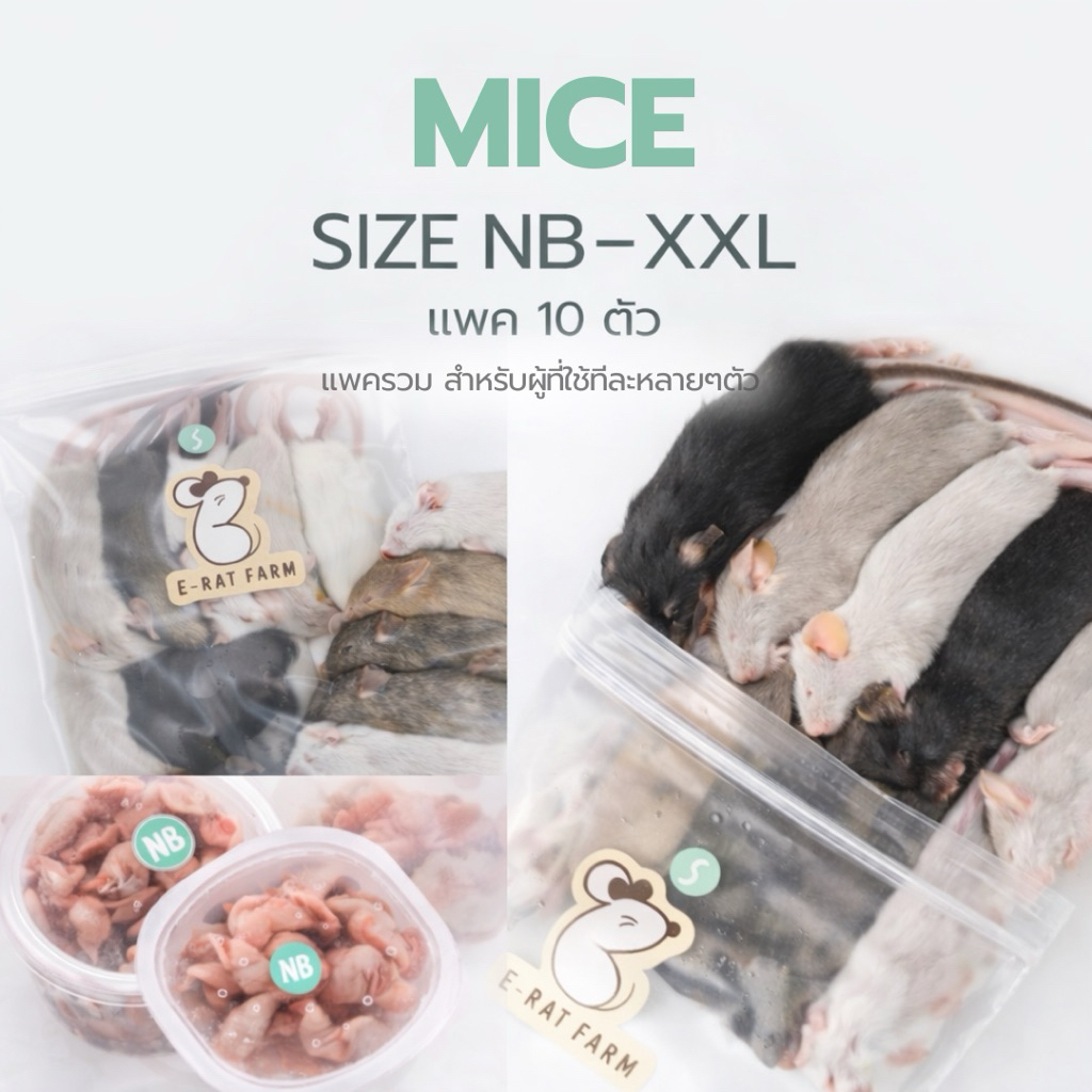 หนูแช่แข็ง Mice NB–XXL แพค 10 ตัว | E-Rat Farm อาหารงูขายมานาน7 ปี ...