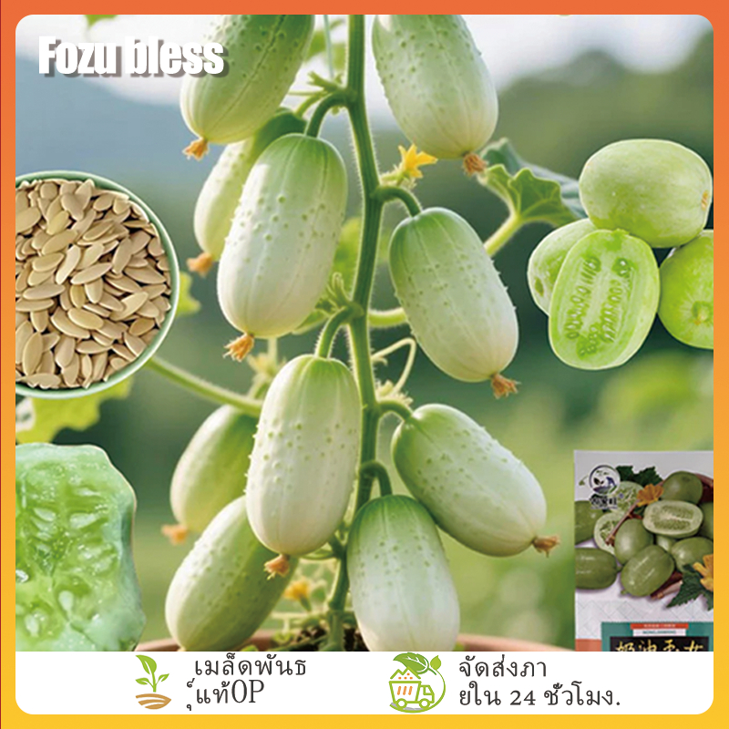 FOZU 10 เมล็ด ซื้อ 5 แถม 5 ฟรี แตงกวาลูกดก เมล็ดพันธุ์แตงกวาลูกดก งอก ...