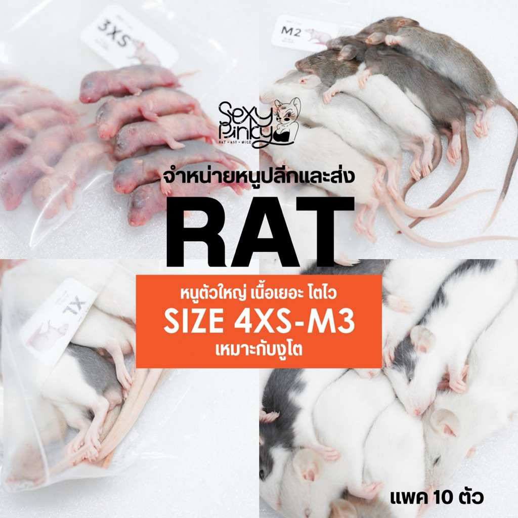หนูแช่แข็ง Rat หนูตัวใหญ่ เนื้อเยอะ อาหารสำหรับงูโต จำหน่ายปลีกและส่ง ...