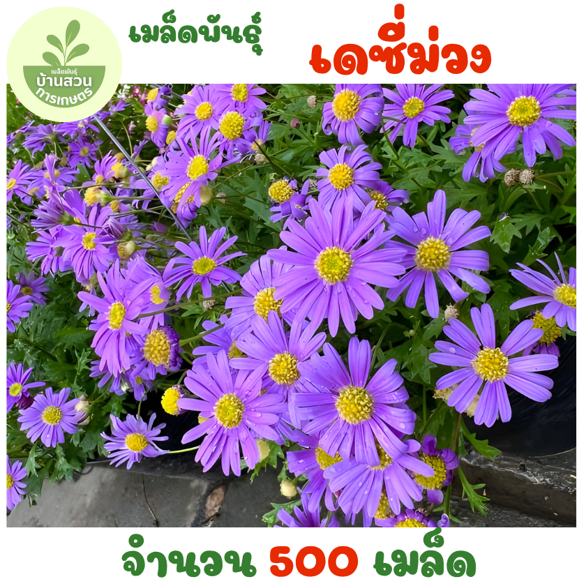 เมล็ดพันธุ์ดอกเดซี่สีม่วง 500 เมล็ด | Shopee Thailand