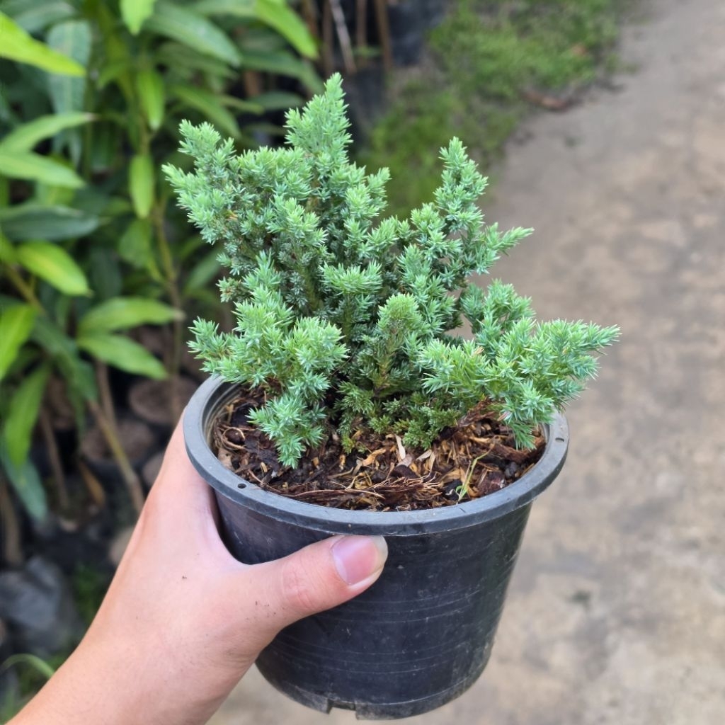 ต้นสนเลื้อยแคระ บอนไซ🌲 กระถาง 5.5 นิ้ว ไม้ประดับสวยงาม