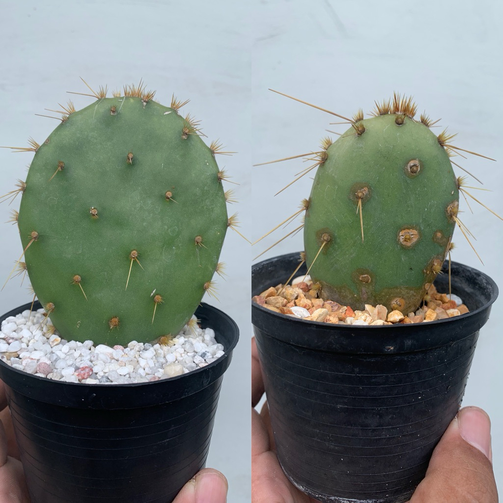 Opuntia Engelmannii โอพันเทียแองเจลแมนนิไอ