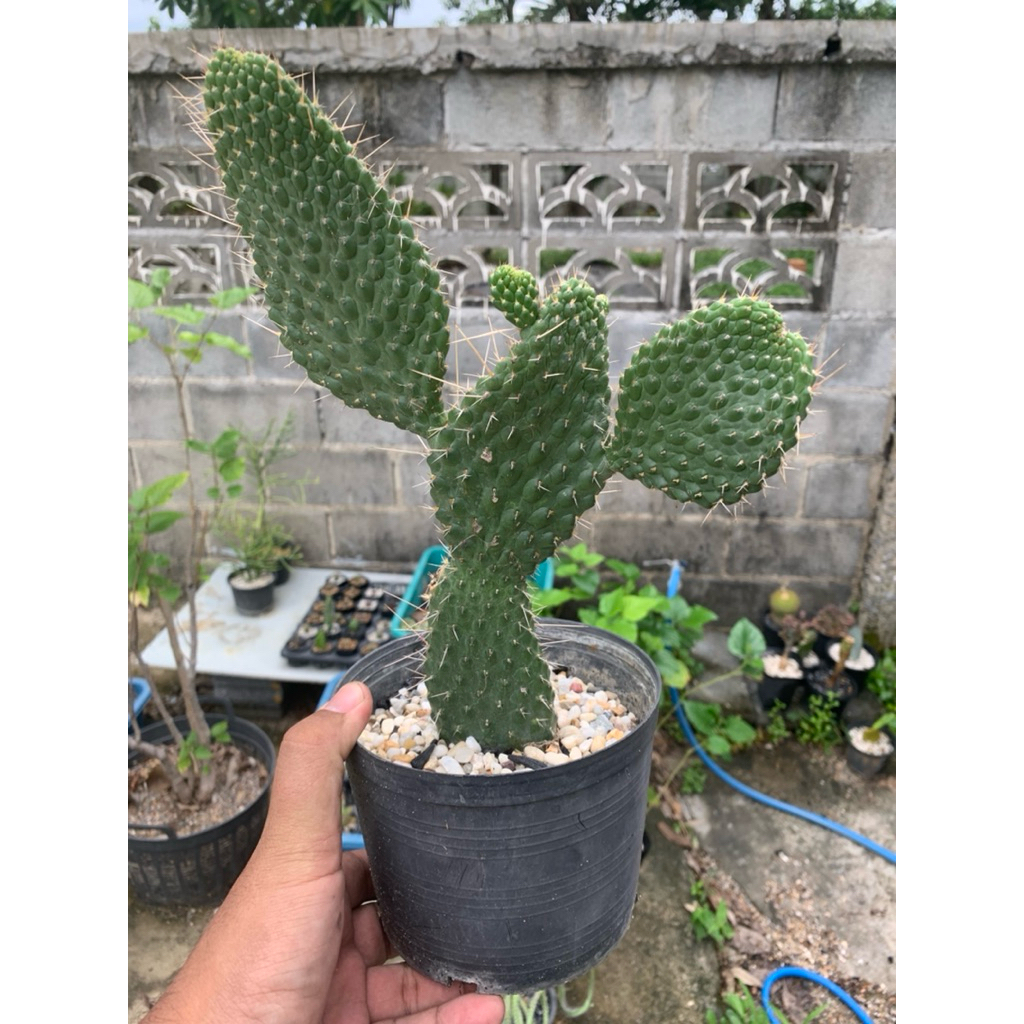 โอพันเทีย หนังจระเข้ (Opuntia Consolea Moniliformis)