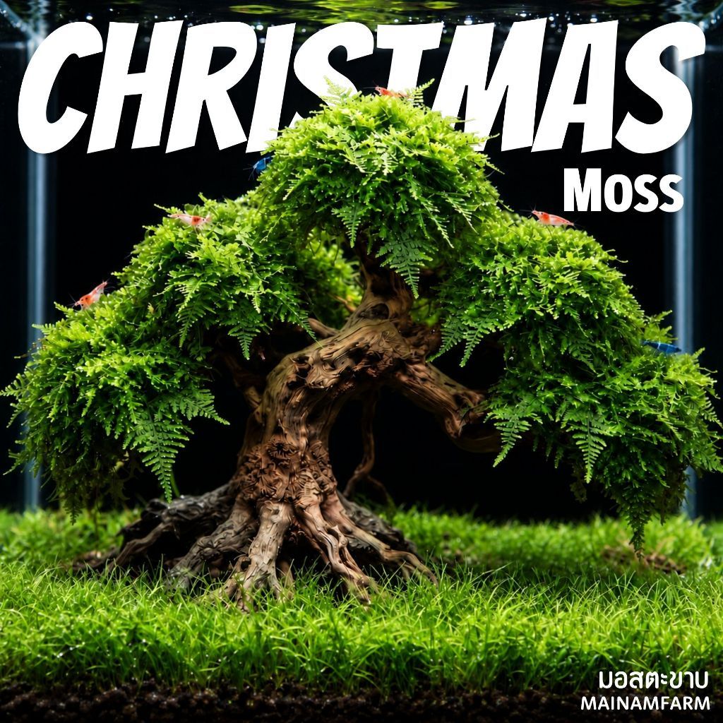 มอสตะขาบ (คริสมาสมอส) Christmas Moss 🌿 มอสพุ่มสวยสำหรับแต่งตู้ไม้น้ำ เกาะหิน–ขอนไม้ | Vesicularia montagnei