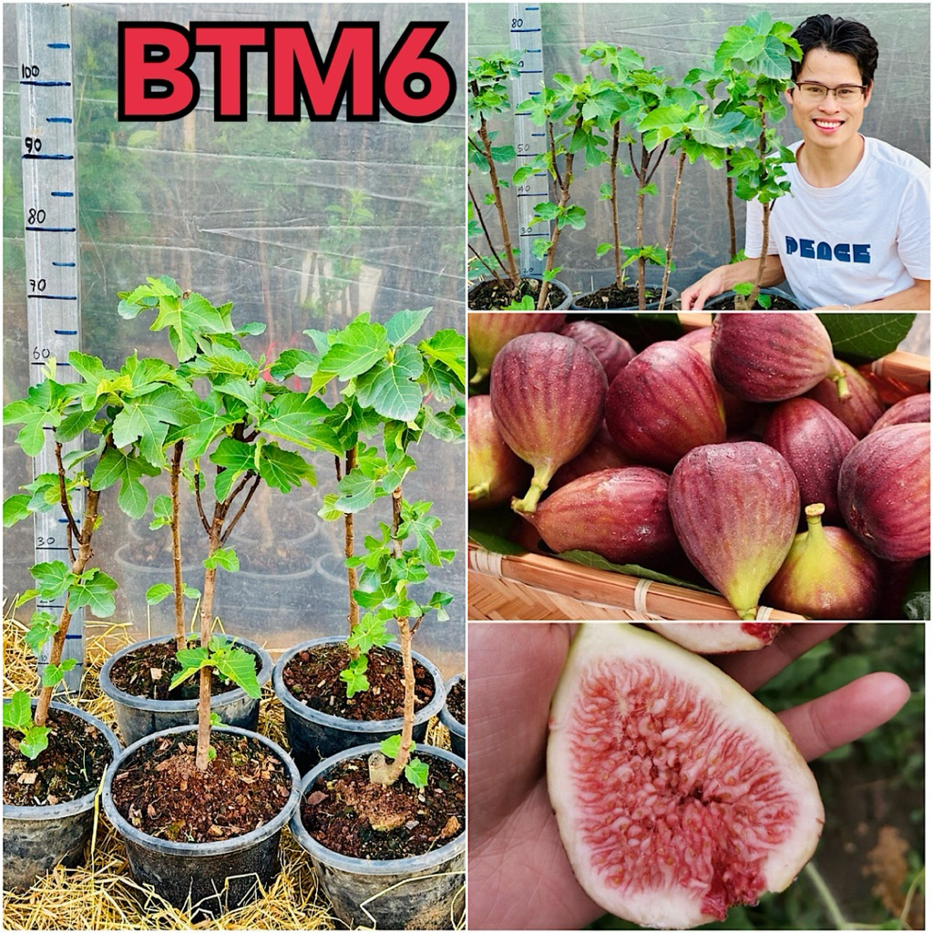 ต้นมะเดื่อฝรั่งสายพันธุ์ BTM6, ต้นฟิกสายพันธุ์ BTM6 สูง 60-70 ซม. ต้น ...