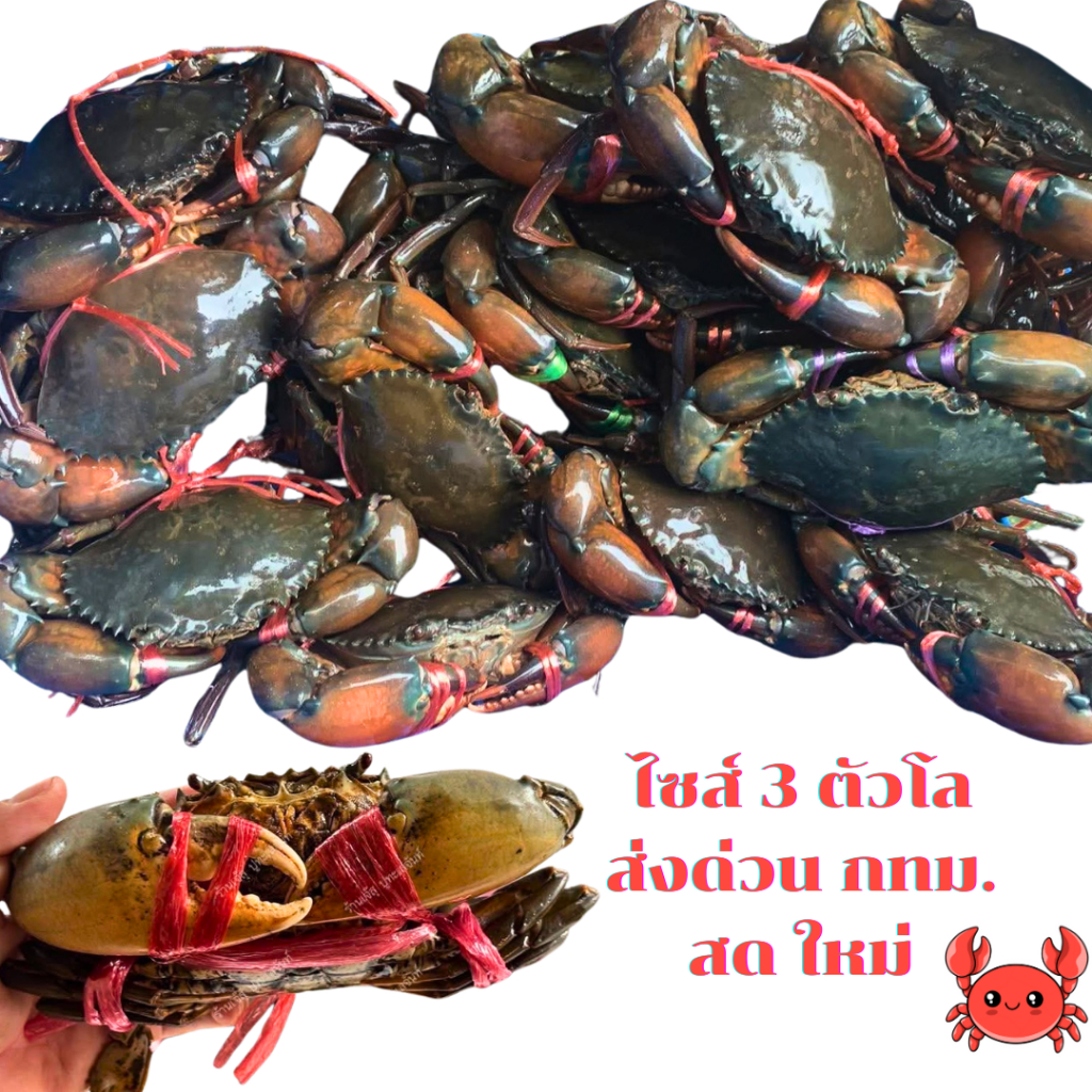 ปูเนื้อ ราคาพิเศษ | ซื้อออนไลน์ที่ Shopee ส่งฟรี*ทั่วไทย!