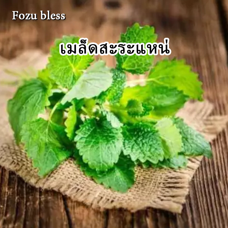 FOZU เมล็ดสะระแหน่ 1000 เมล็ดต่อถุง เหมาะสำหรับปลูกในกระถาง/รับประทาน ...