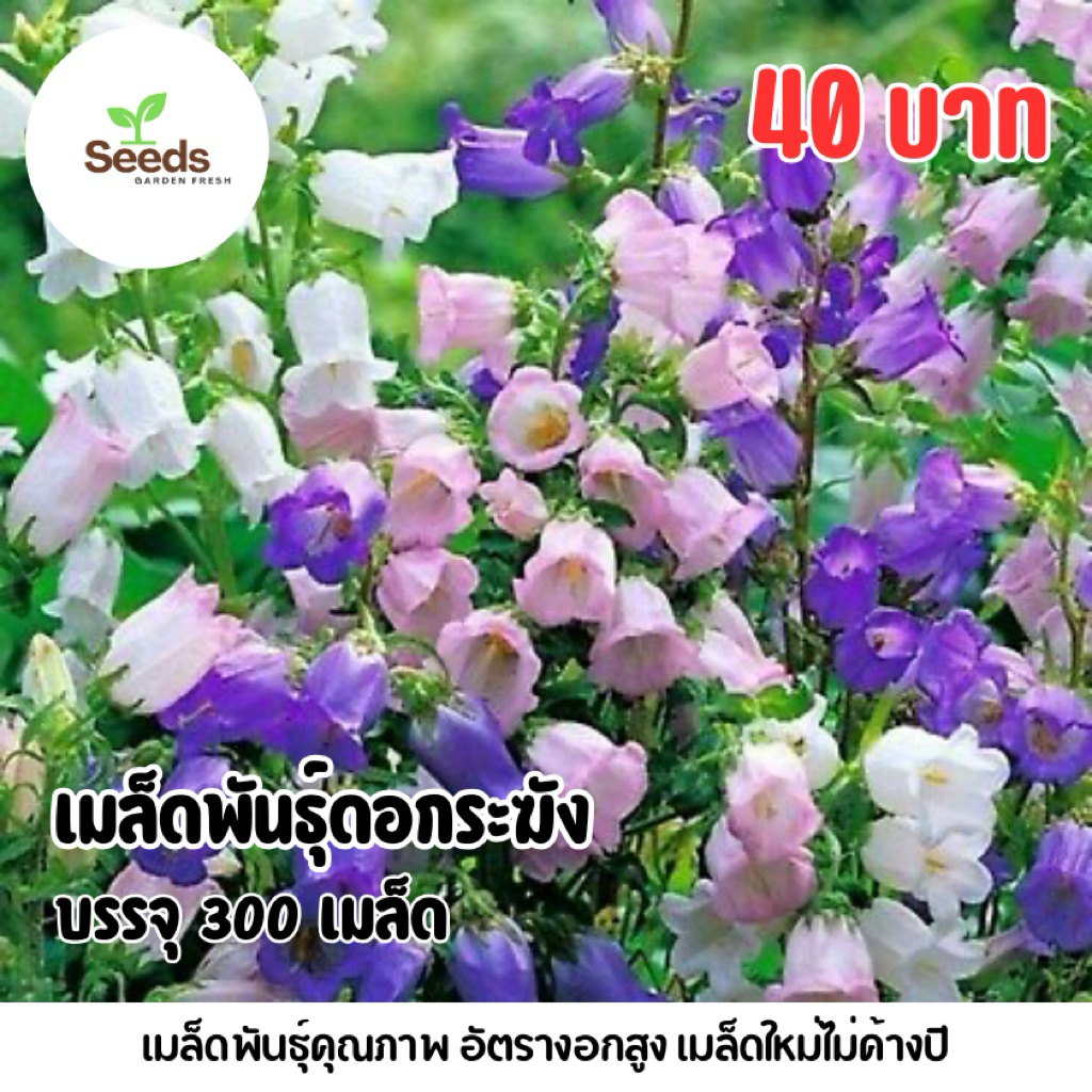 เมล็ดพันธุ์ดอกระฆัง บรรจุ 300 เมล็ด | Shopee Thailand