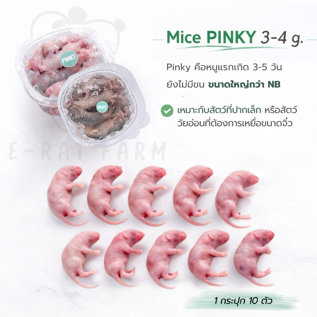 หนูแช่แข็ง Mice NB–XXL แพค 10 ตัว | E-Rat Farm อาหารงูขายมานาน7 ปี ...
