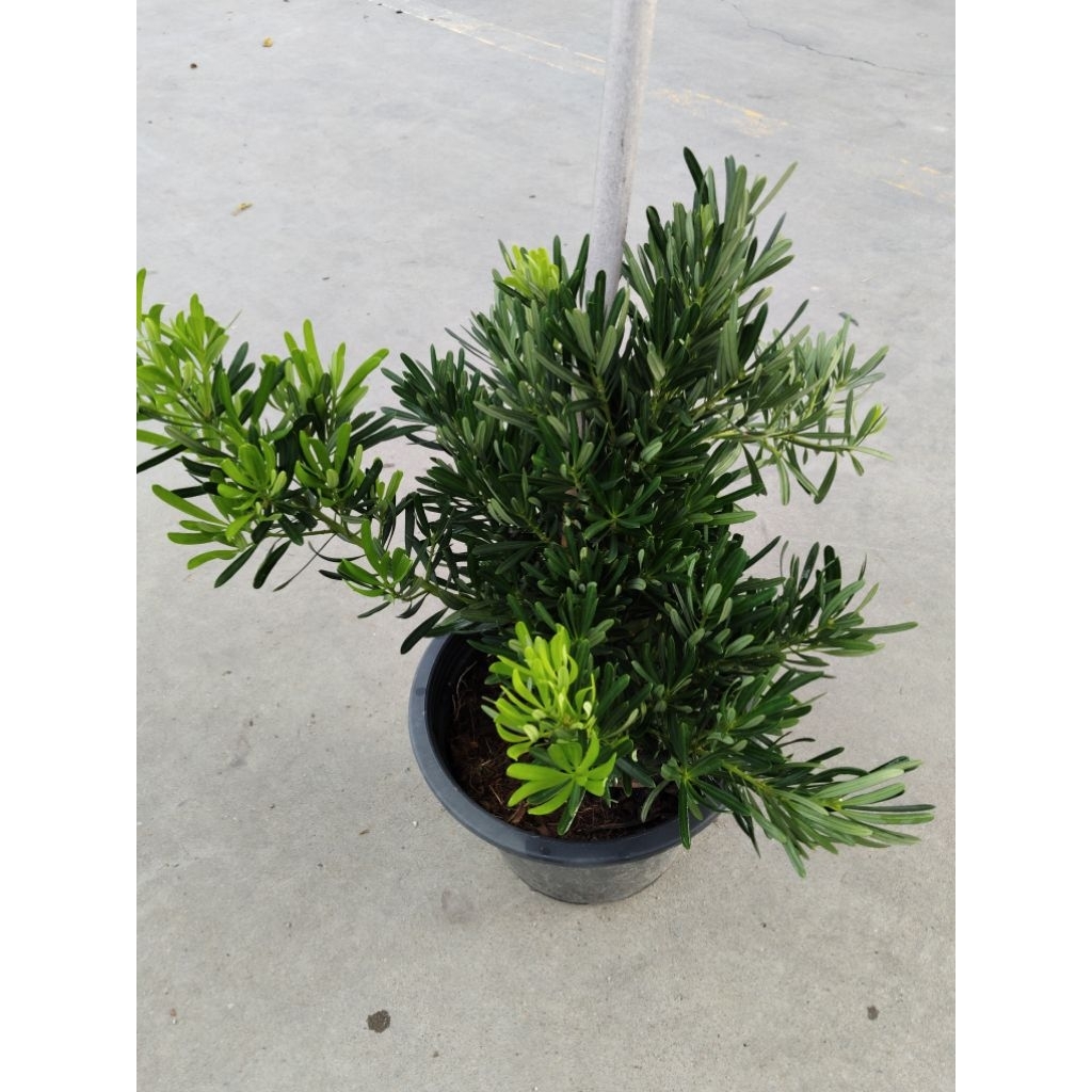 สนใบพาย ไม้มงคล Podocarpus polystachyus | Shopee Thailand
