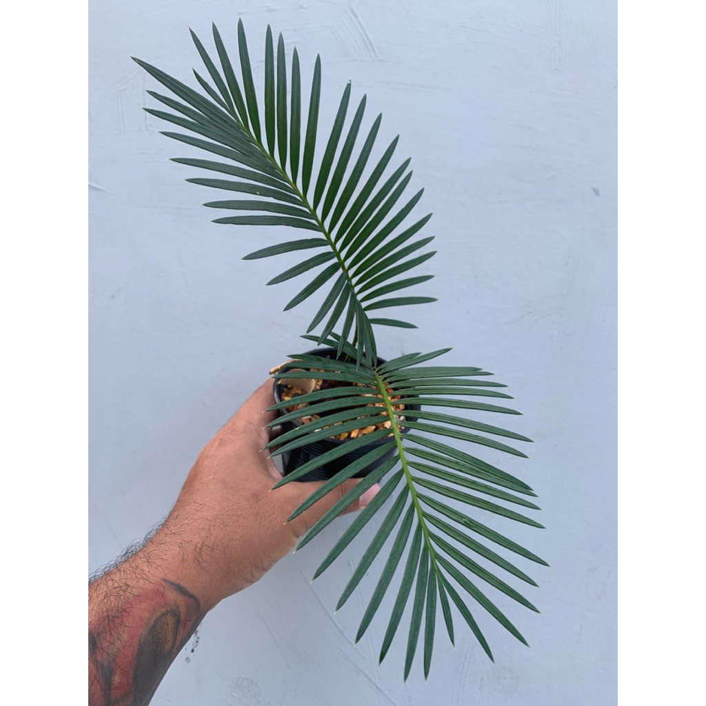 ต้นปรงญี่ปุ่น ปรงญี่ปุ่น (Sago Cycad)(Sago Palm) | Shopee Thailand
