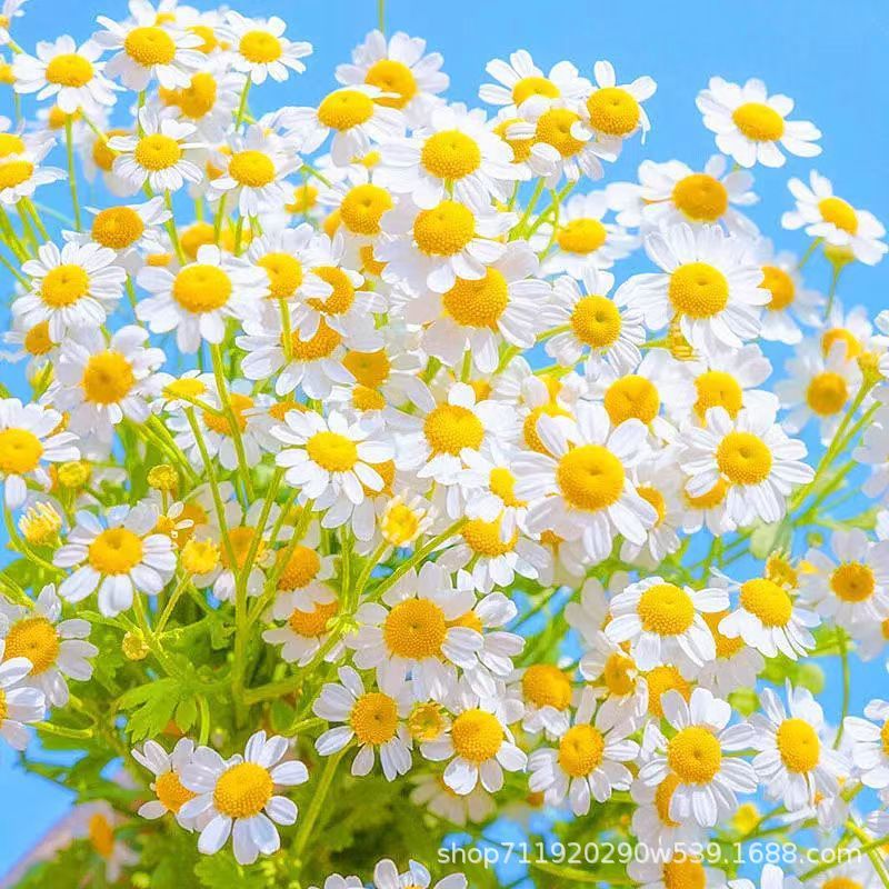 เมล็ดพันธุ์ ดอกเดซี่ สีขาว 1000 เมล็ด White Daisy Silver Princess Seed ...