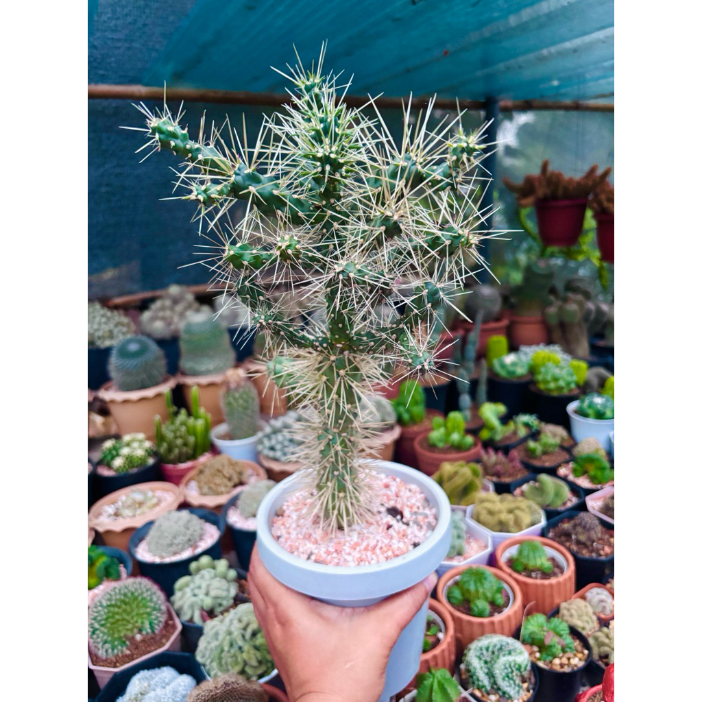 หนามดูด หนามโหด Cylindropuntia hystrix แคคตัส กระบองเพชร cactus&succulent