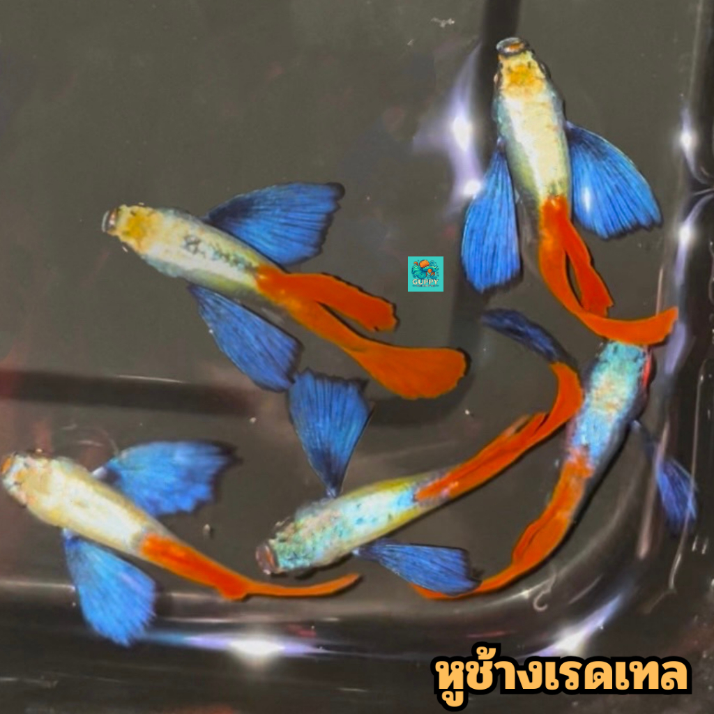 ปลาหางนกยูง หูช้างเรดเทล (Dumbo Redtail) | Shopee Thailand