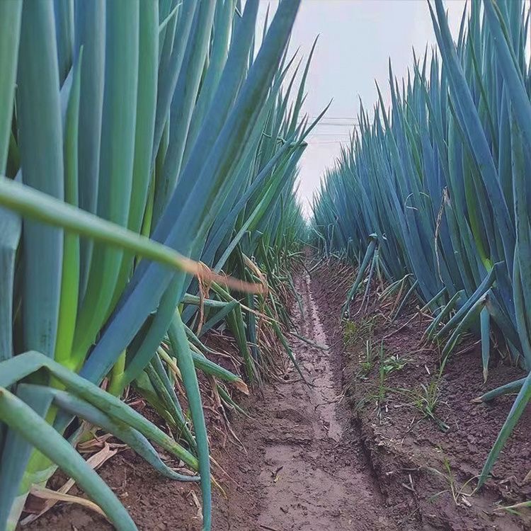 Giant Green Onion Seed - 300 เมล็ด คุณภาพดี ราคาถูก ของแท้ 100% Spring ...