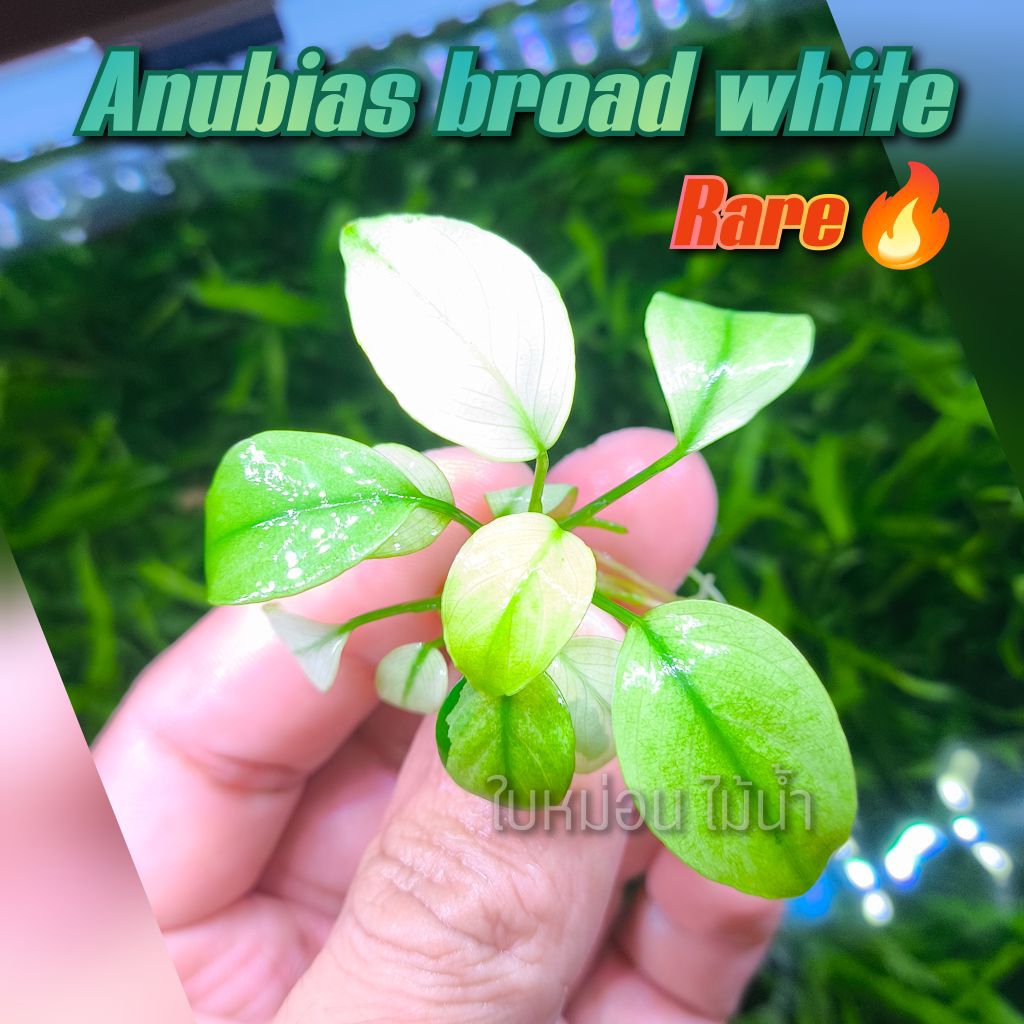 Anubias broad white อนูเบียส บอร์ด ไวท์ | Shopee Thailand