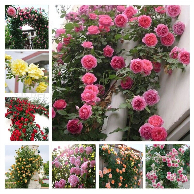 （mixed color Climbing Rose Seeds ）เมล็ดพันธุ์ดอกกุหลาบเลื้อย 100 เมล็ด ...