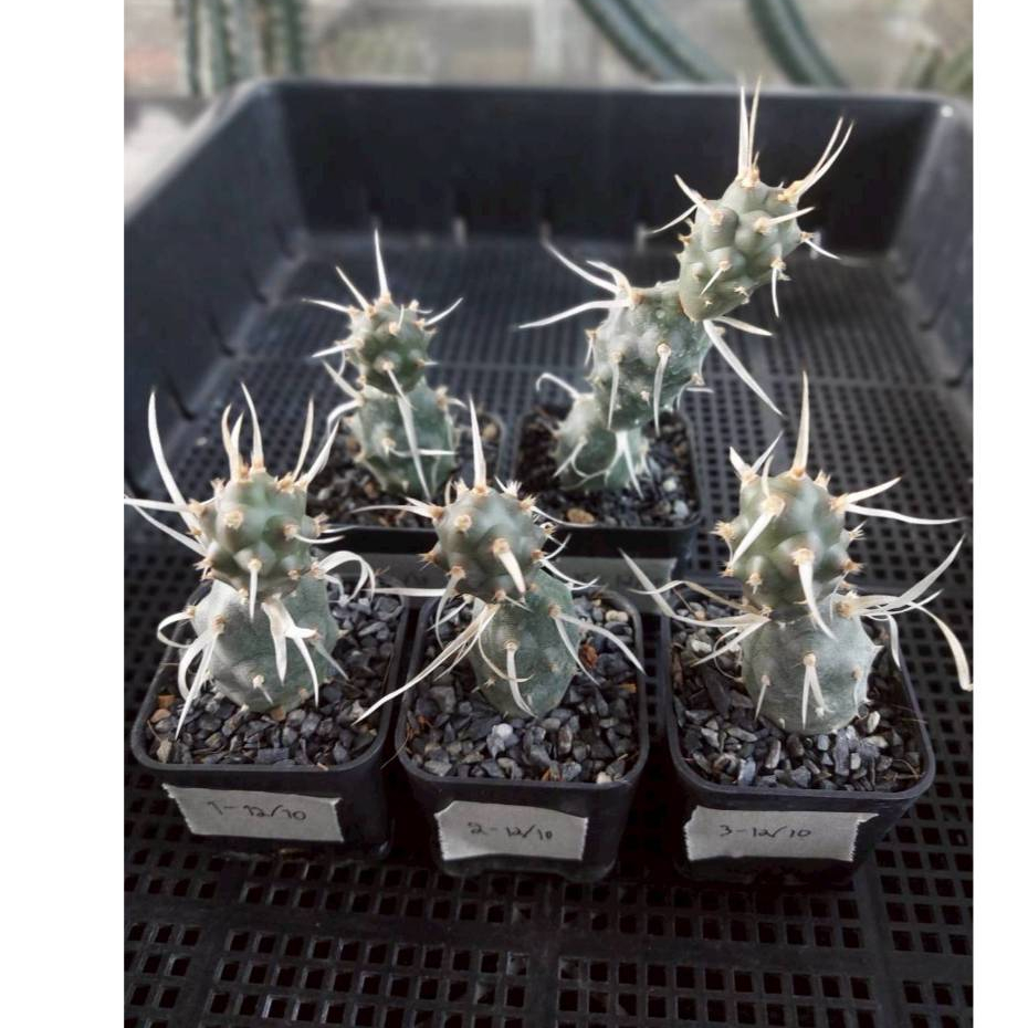 หนามกระดาษ  Paper spine cactus เป็นไม้แตกหน่อออกมา จุดเด่นคือหนามที่เป็นริ้วเหมือนกระดาษ สีขาว จะไม่แข็งเหมือนหนามแคคตัส
