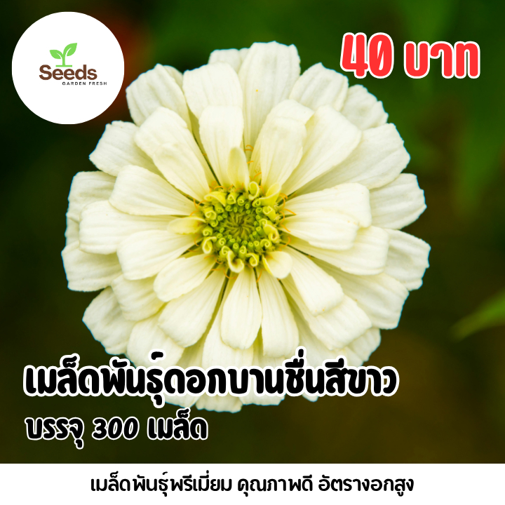 เมล็ดพันธุ์ ดอกบานชื่นกลีบซ้อนสีขาว บรรจุ 300 เมล็ด | Shopee Thailand