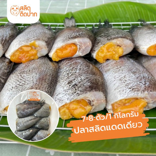 สลิดติดปาก ปลาสลิดแดดเดียว ปลาสลิดไข่ 7-8 ตัวโล ปลาสลิดบางบ่อ  ปลาสลิดตัวโต เน้นแน่น เค็มกำลังดี