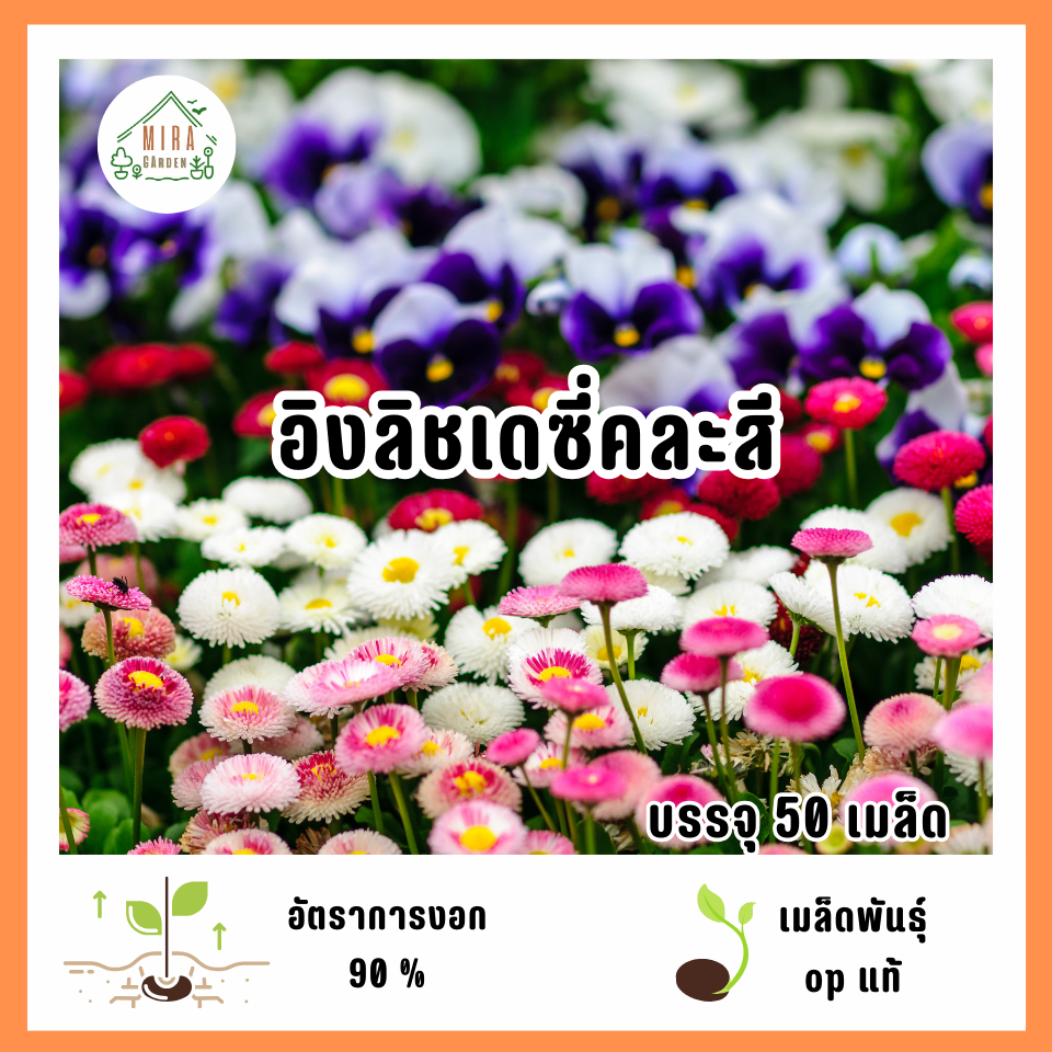 เมล็ดพันธุ์อิงลิชเดซี่คละสี 50 เมล็ด | Shopee Thailand