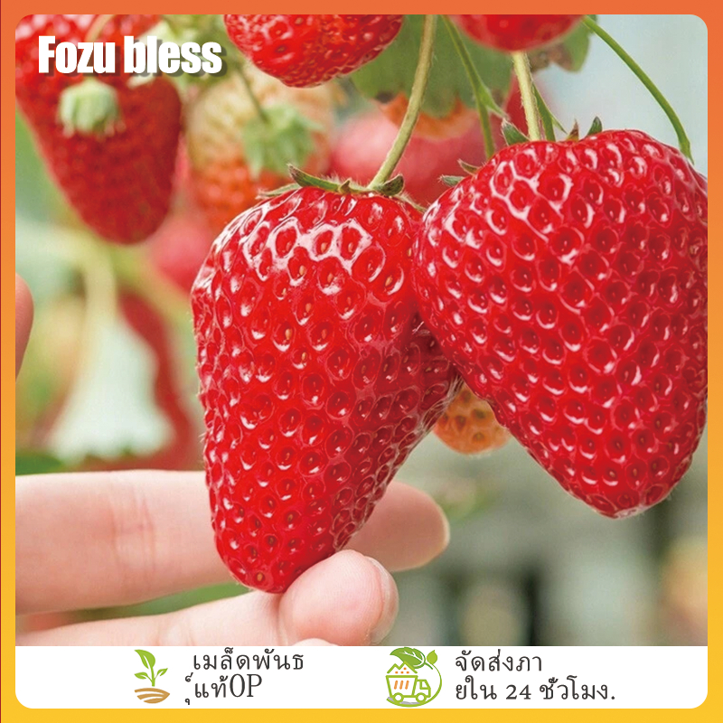 FOZU เมล็ดสตรอเบอร์รี่ยักษ์ 230 เมล็ดสตรอเบอร์รี่หวานเมล็ดผลไม้เมล็ด ...
