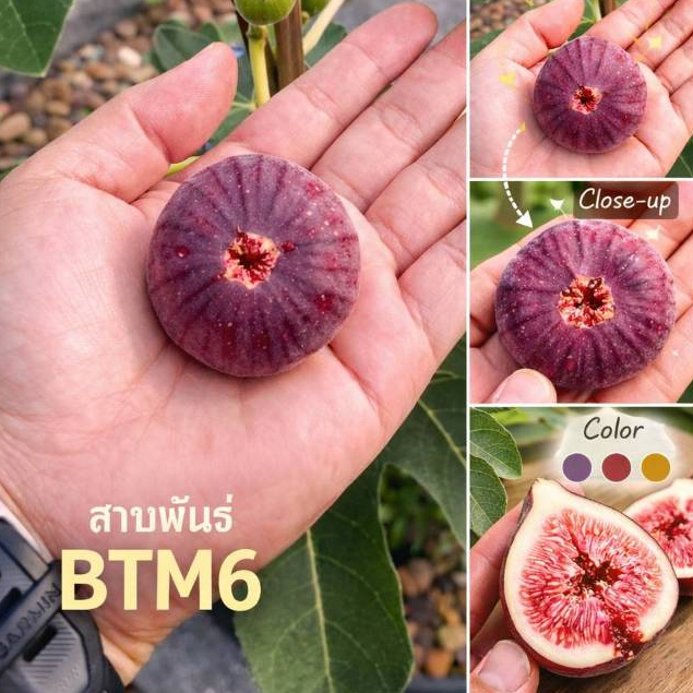 ต้นมะเดื่อฝรั่งพันธุ์ญี่ปุ่น BTM6 ผลใหญ่ หวานอร่อย เนื้อนุ่ม ปลูกง่าย ...