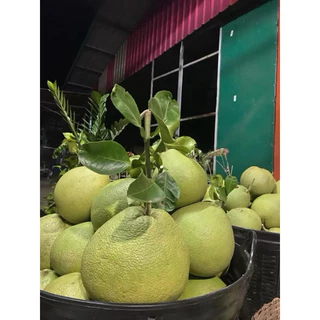 ส้มโอขาวแตงกวา จ.ชัยนาท มีกิ่งพันธุ์ขายด้วยนะคะ จำนวนมากทักแชทนะคะ photo