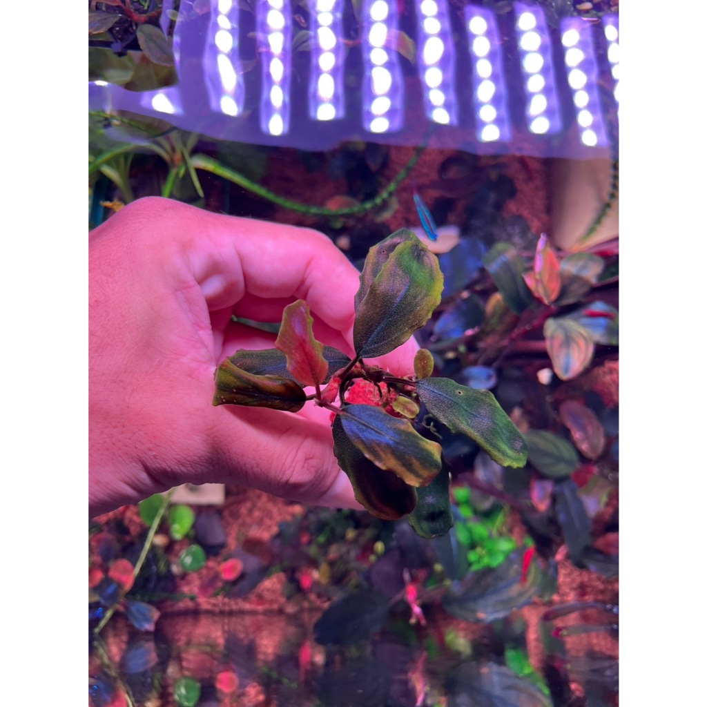 บูเซป Bucephalandra Hellfire indo (Rare item) แรร์ไอเทม สีไปได้กว่านี้ ...