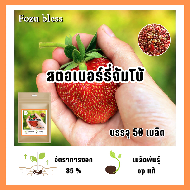 FOZU เมล็ดสตรอว์เบอร์รียักษ์ 50 เมล็ด เมล็ดสตรอว์เบอร์รีหวาน เมล็ด ...