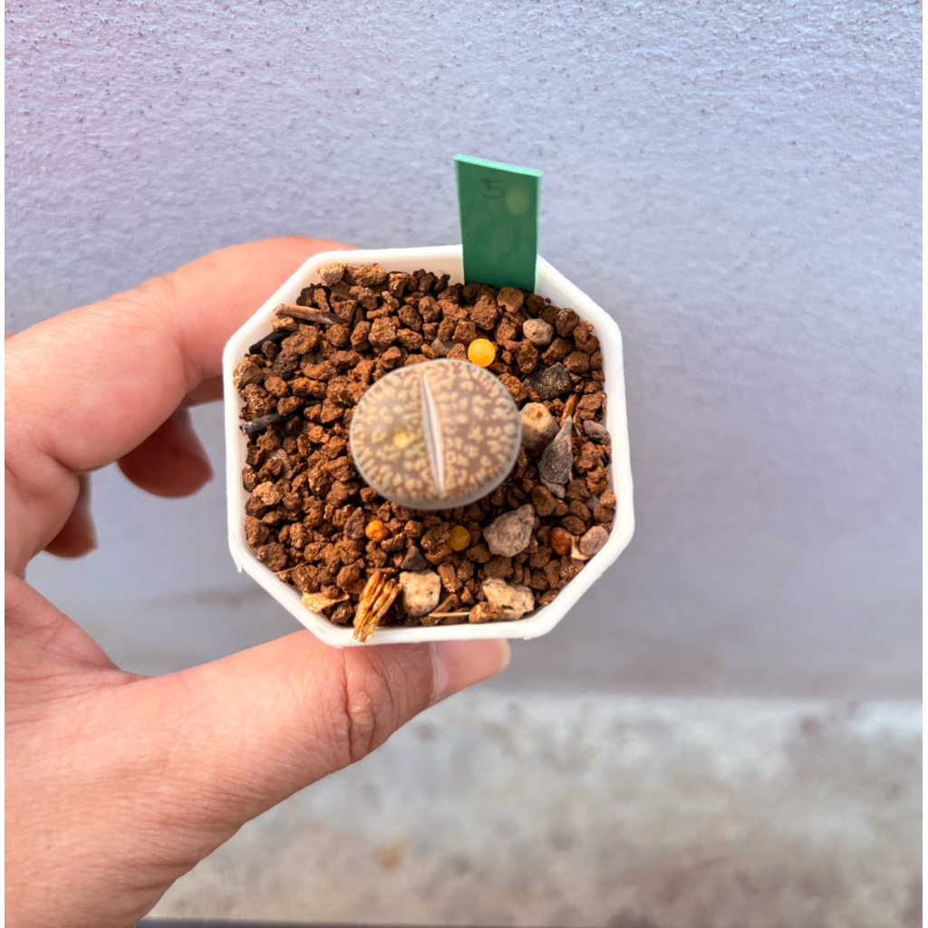 ไลทอป litop กระถาง 2“ (ชุดที่3) | Shopee Thailand