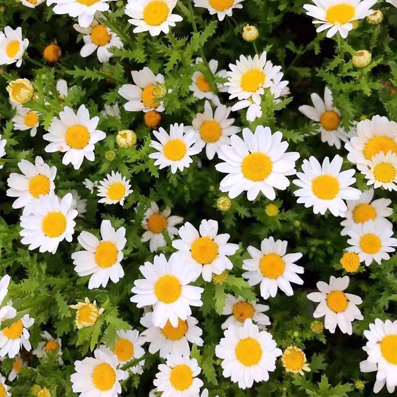 เมล็ดพันธุ์ ดอกเดซี่ สีขาว 1000 เมล็ด White Daisy Silver Princess Seed ...